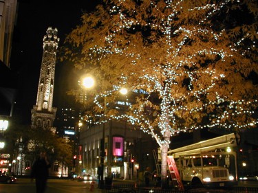 A large urban tree with its trunk and branches covered in Christmas lights.