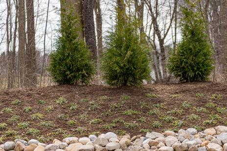 Three short evergreen trees sitting in a soil bed with rocks around it.