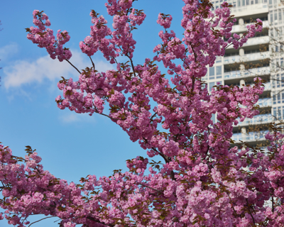 Cherry blossom tree branches with pink, flowering buds in front of a blue sky.