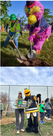 A collage of two sports mascots planting trees with Davey employees.